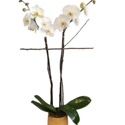 Double-Orchid-Plant