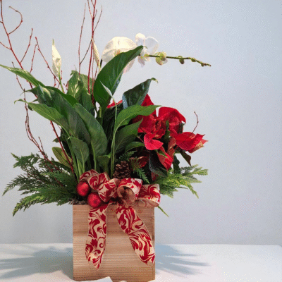 Our simple holiday plant is perfect for somone looking for a long term arrangment featuring poinsettia plant, white phalenopsis orchid, white spathophillum, red branches, pinecones, Christmas balls and cedar.